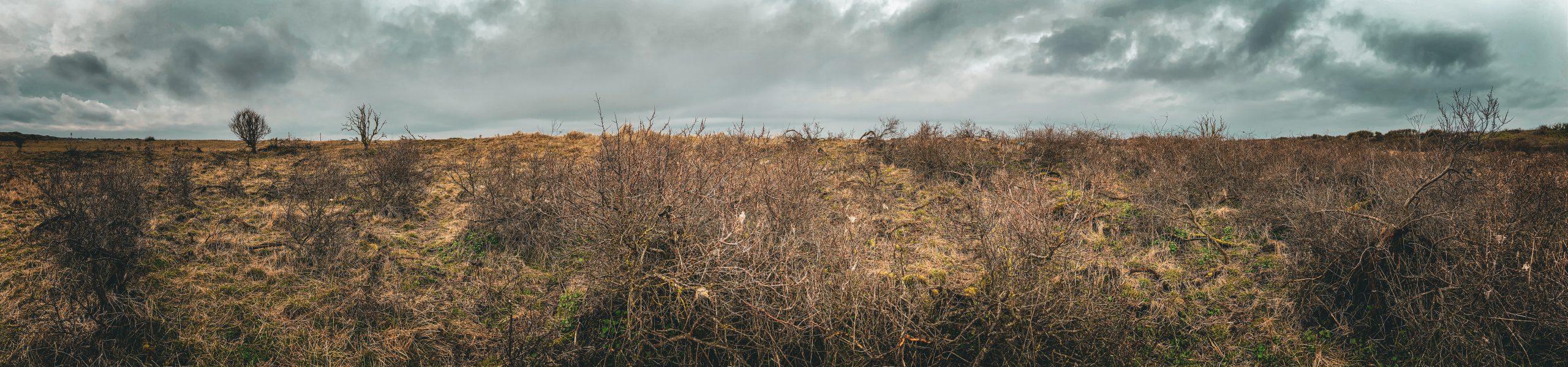 The image shows a wide panorama of a barren landscape under a moody, overcast sky. The foreground is dominated by dry, brownish shrubs and sparse vegetation, likely gorse, scattered across the uneven, grassy terrain. The horizon stretches far into the distance with minimal elevation, where a few solitary, leafless trees stand against the darkening clouds. The overall atmosphere is desolate and bleak, suggesting an approaching storm or recent rain on this chalky, windswept landscape.