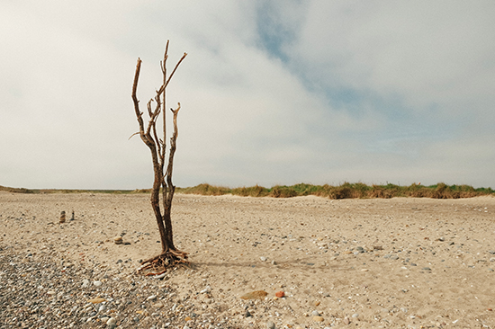 A leafless tree on the beach. In the foreground there are small rocks, in the background is the gauze and flora. The are clouds with blue sky coming through.